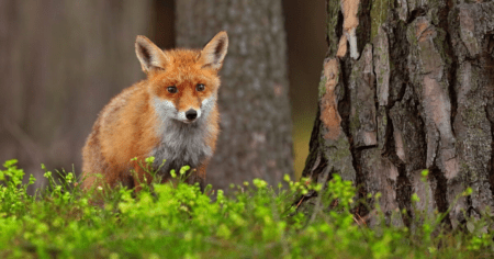 rabies in rural Alaska