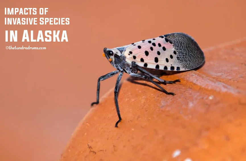 Impacts of Invasive Species in Alaska