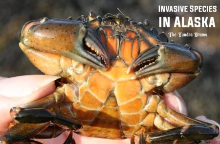 Invasive Species in Alaska