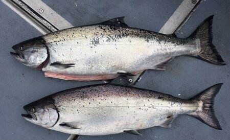 Red and Silver Alaskan Salmon fish