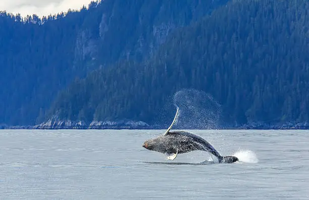 whale show in alaska
