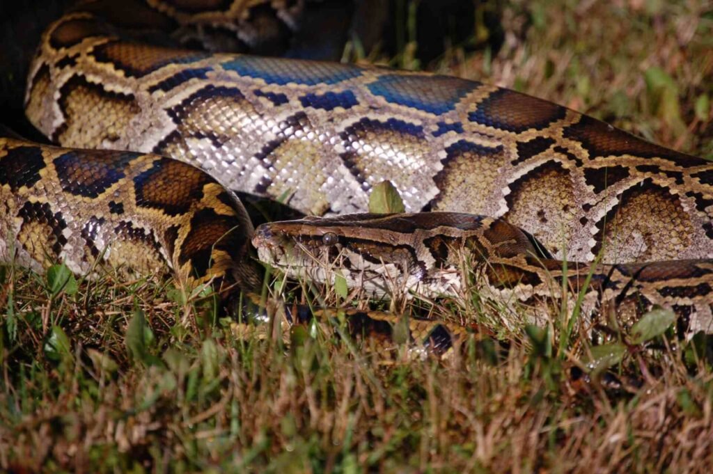 Alaska Fights to Stop Invasive Species Spread