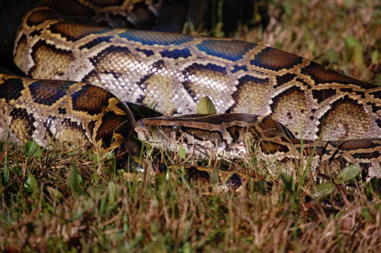 Alaska Fights to Stop Invasive Species Spread