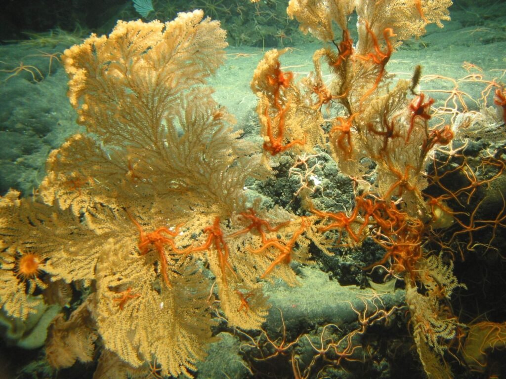 Alaska's Coral Gardens Get New Protection from Fisheries