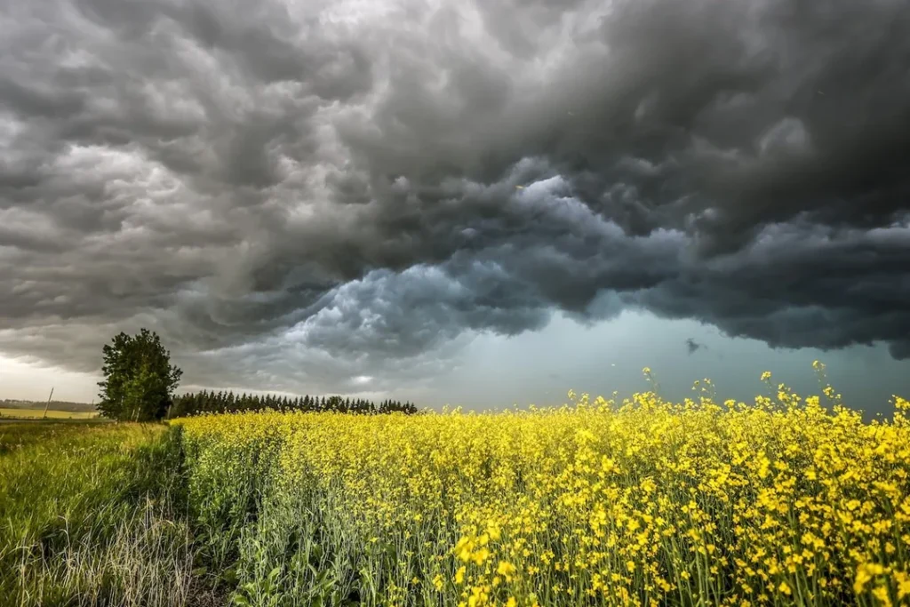 China Targets Canadian Canola Exports Again China Targets Canadian Canola Exports Again