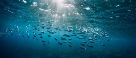 Underwater View of the Ocean