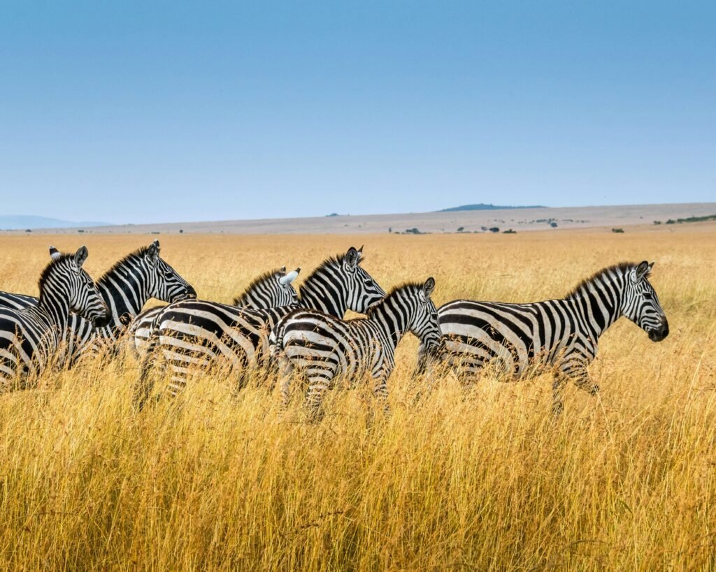 A group of Zebras in the wild.