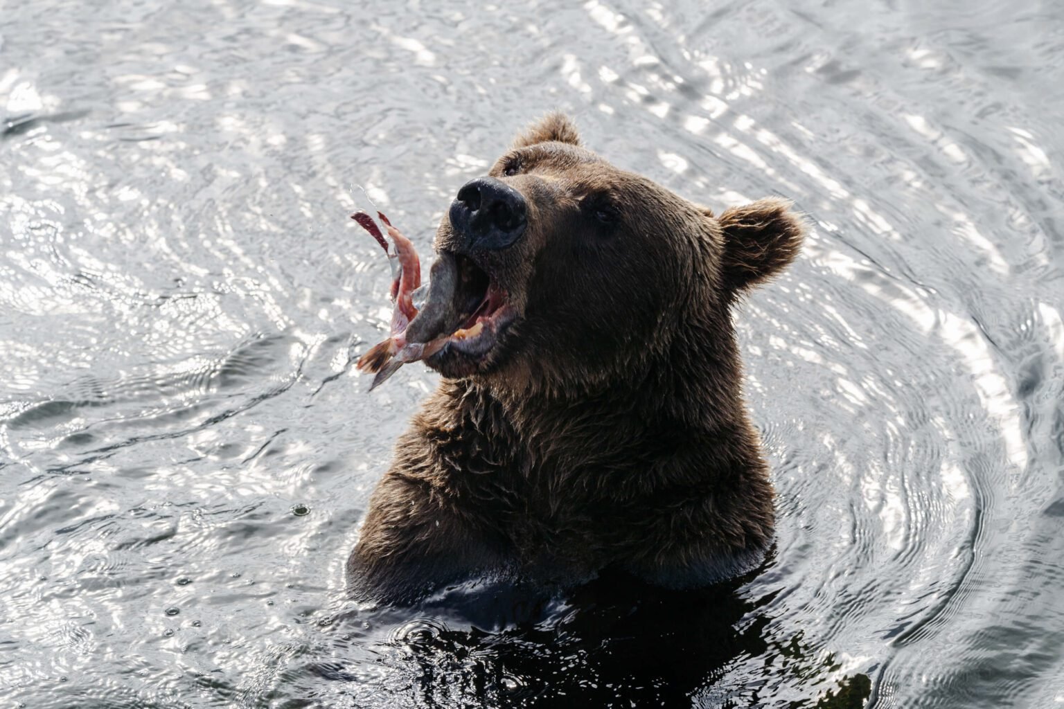Bear Death Delays Fat Bear Week at Katmai National Park Bear Death Delays Fat Bear Week