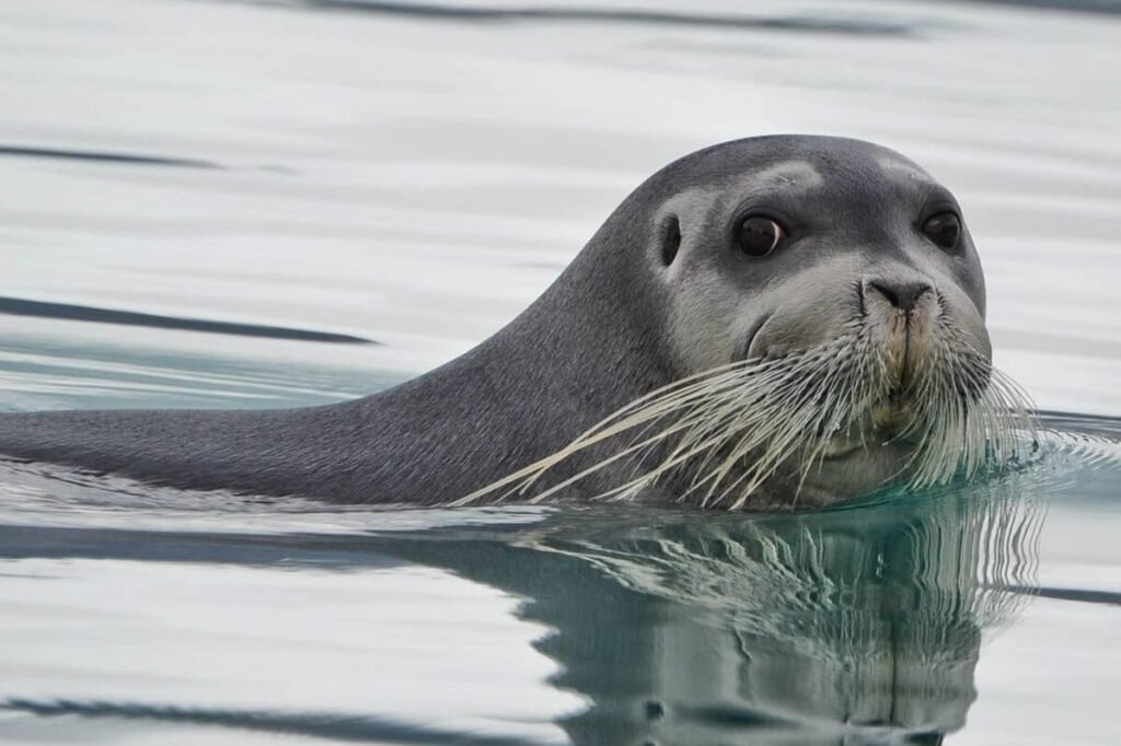 A Bearded seal in the ocean