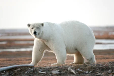 Polar Bears in Alaska