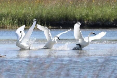 Local Heroes Lead Swan Habitat Restoration Initiative Forward