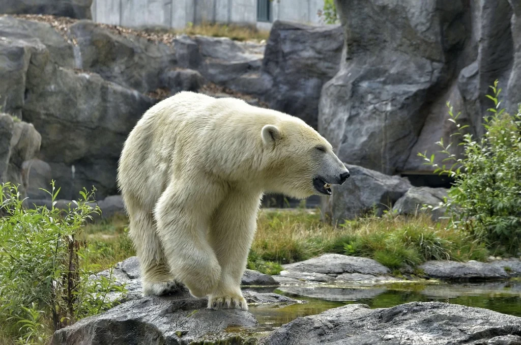 alaskan polar bears