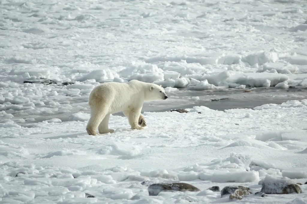 polar-bear-