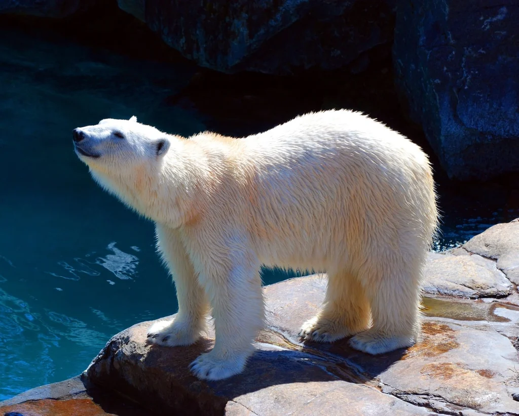 polar bears