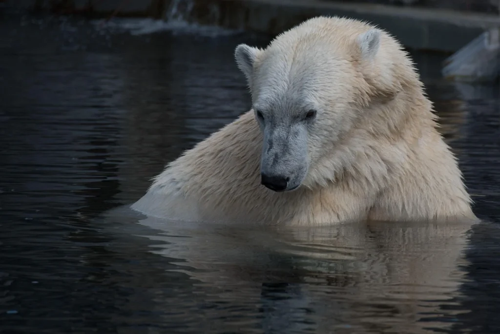 polar bears in alaska