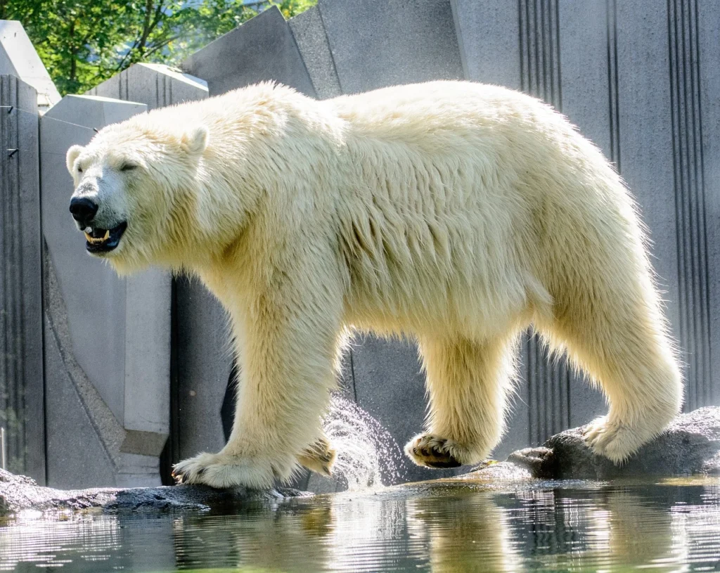 polar bears in alaska (2)