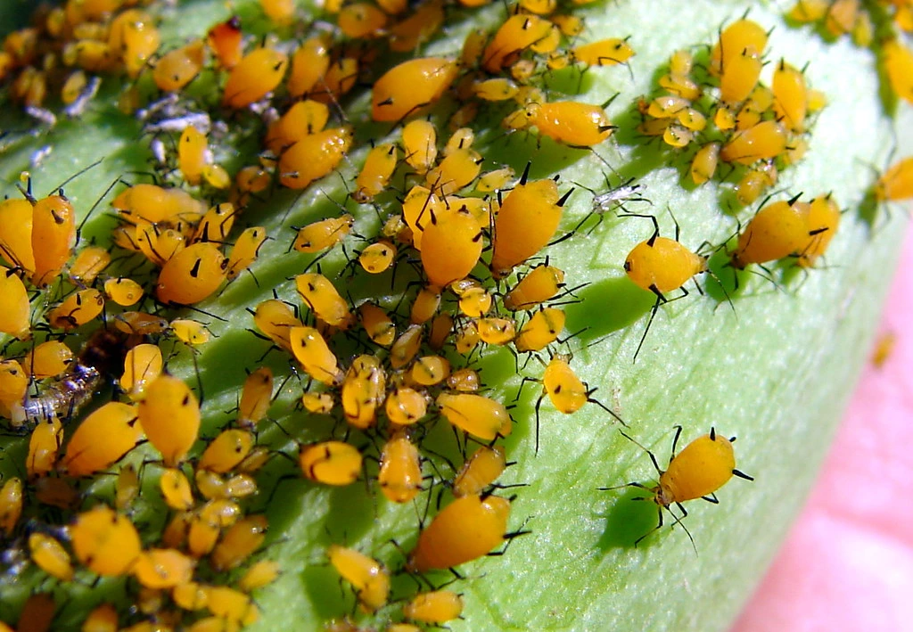 Aphids on forget me not