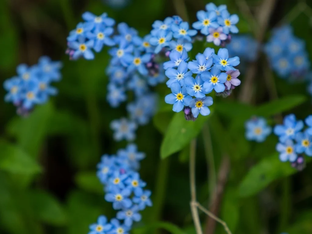 Find Forget-Me-Nots in Alaska