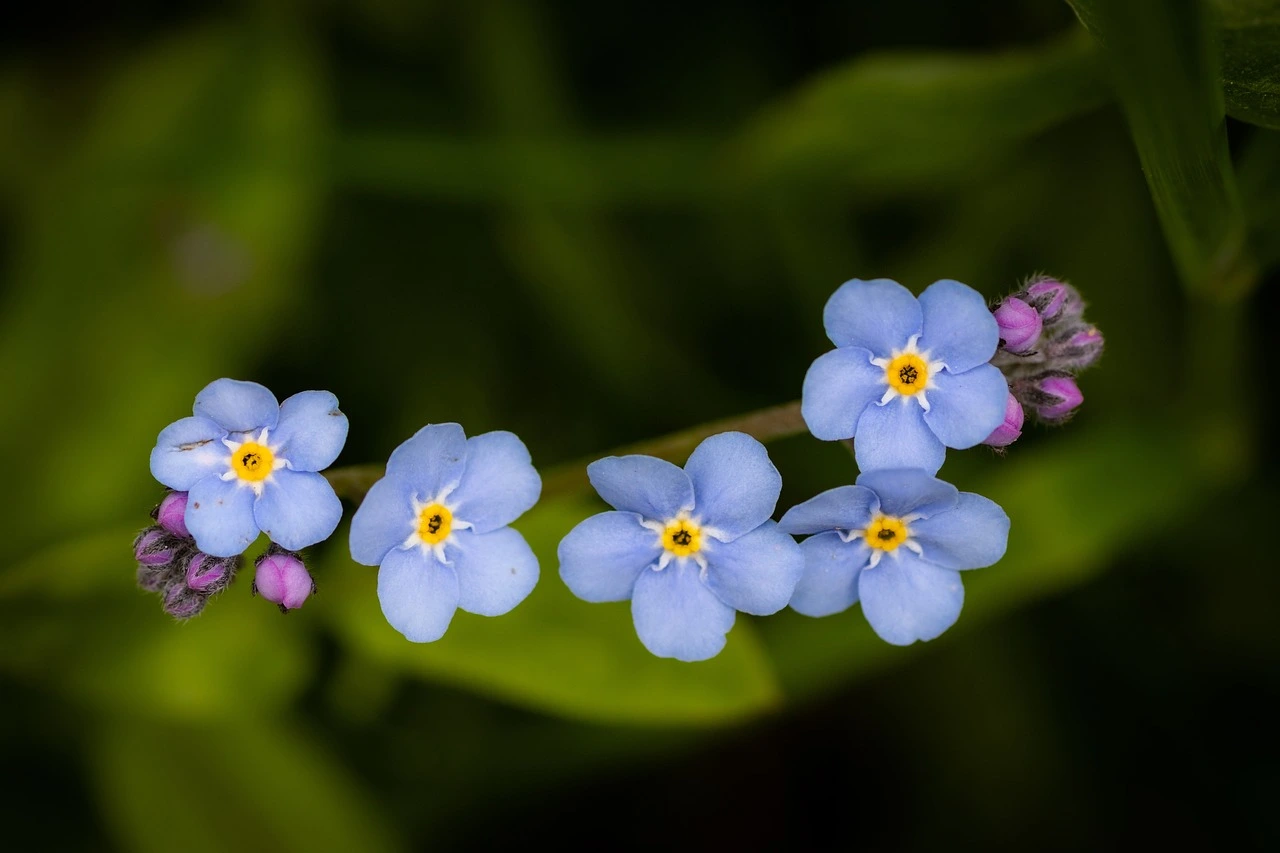 Find the Forget-Me-Nots in Alaska