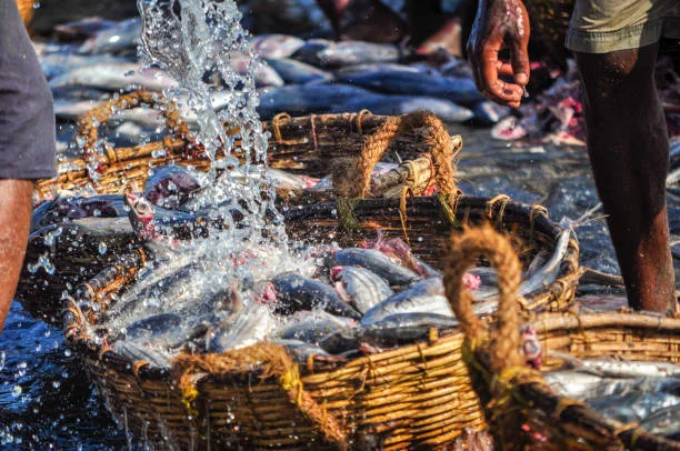 This vibrant close-up photograph captures the dynamic moment of fishermen washing freshly caught fish