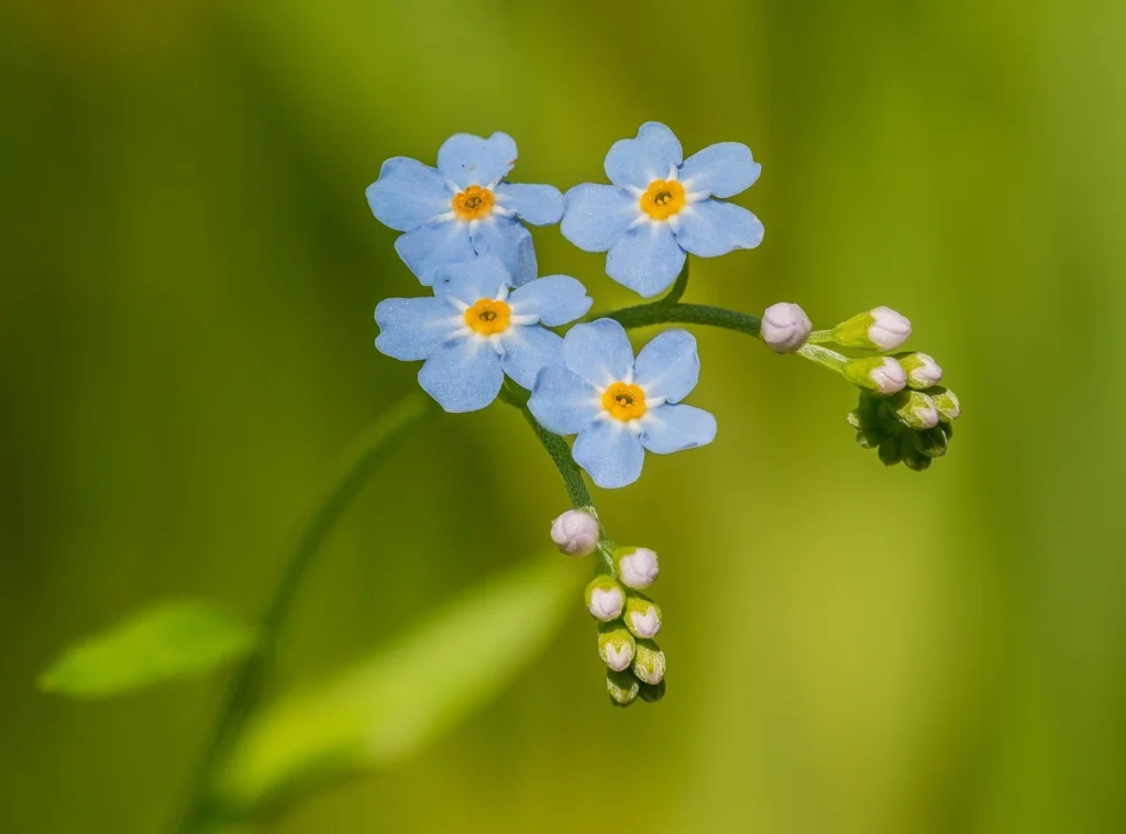 forget me not flower