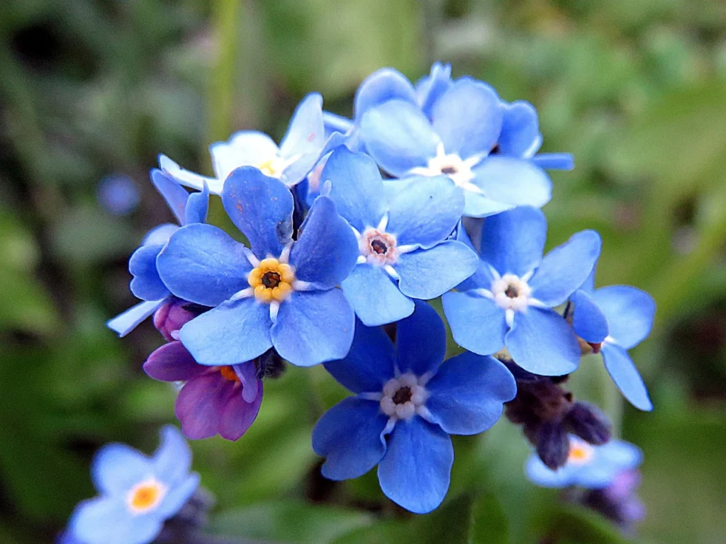 Forget-Me-Not