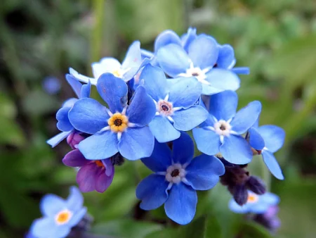 Forget-Me-Not