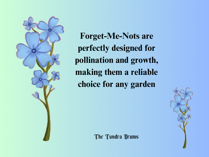 Forget-Me-Not flower