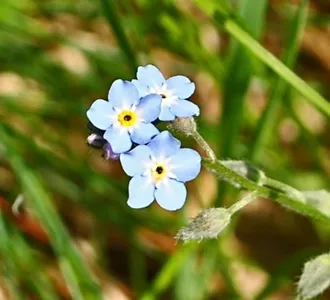 Powdery Mildew on forget me not