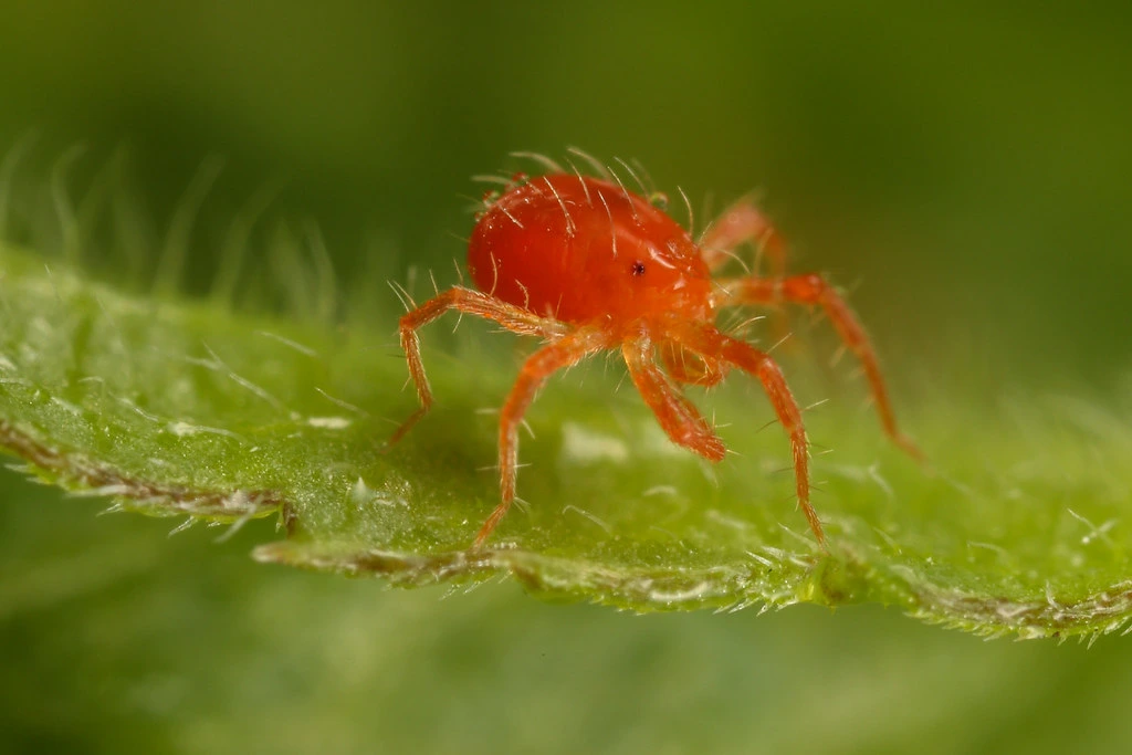 Spider Mites on forget me not