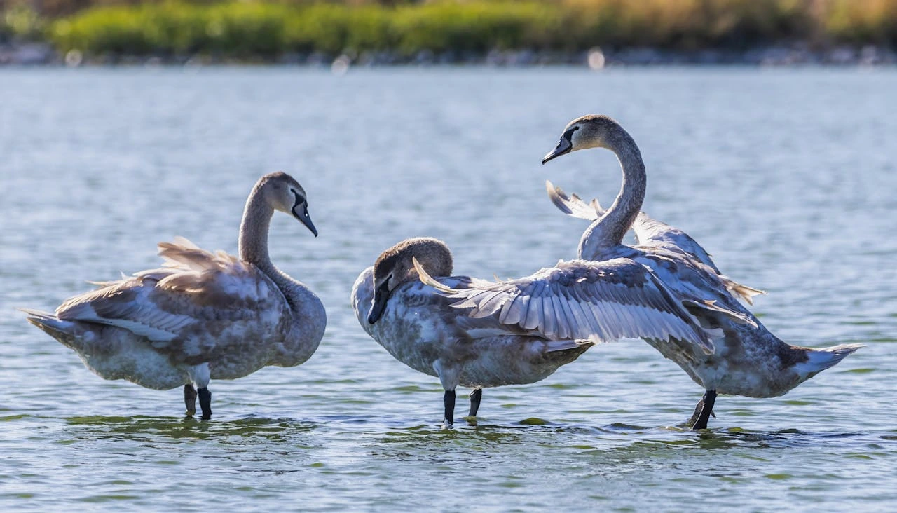 Alaska's Largest National Park Wrangell-St. Elias Trumpeter swans