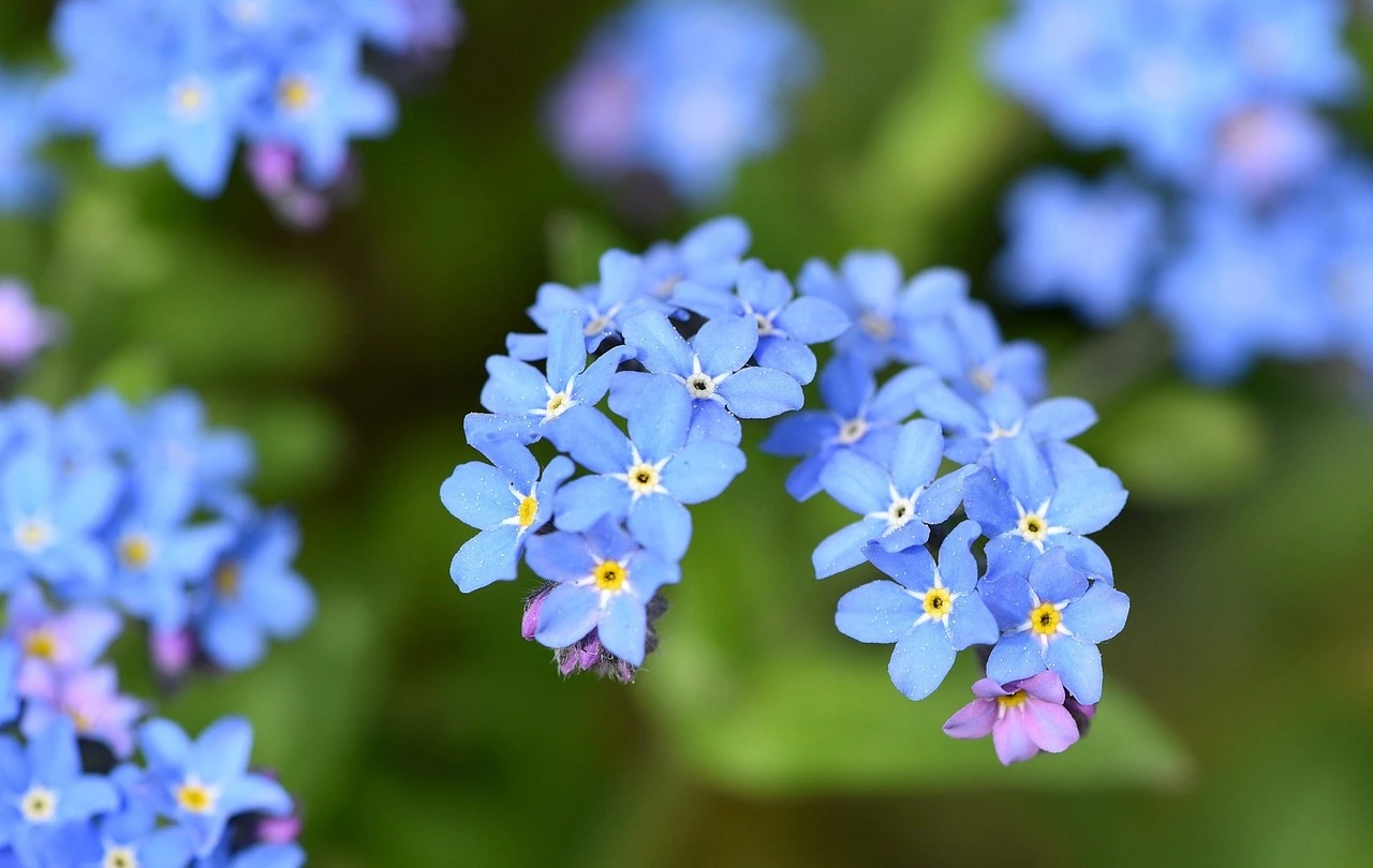 Where to Find Forget-Me-Nots in Alaska