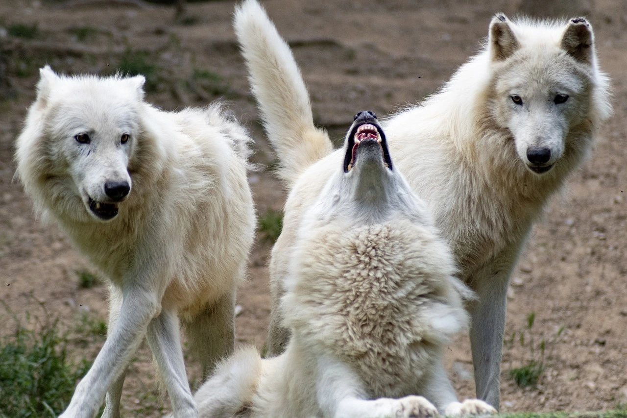 Wolves in alaska