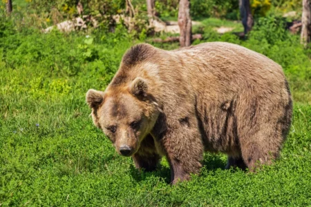 bear-in-alaska