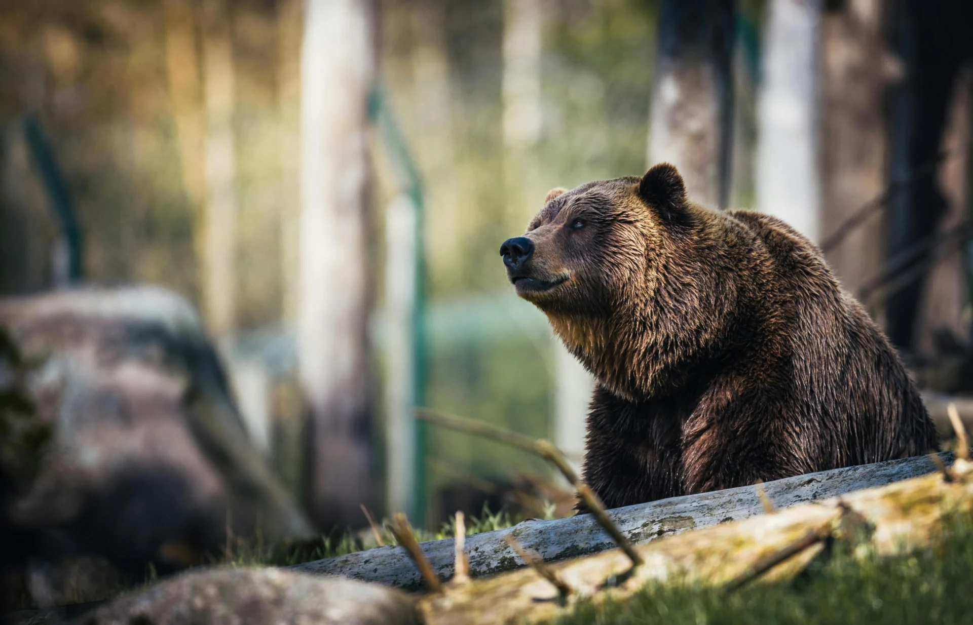 Alaska's Largest National Park Wrangell-St. Elias bear in alaska national park