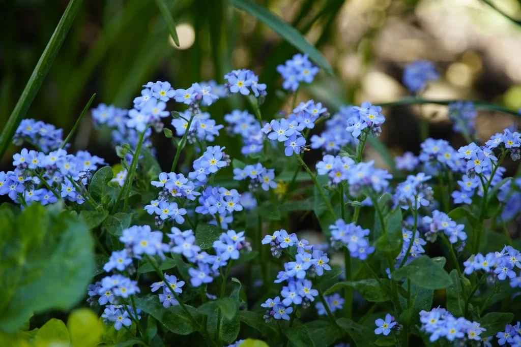 blue forget me nots