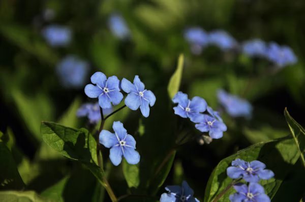 how to grow forget-me-not in Alaska