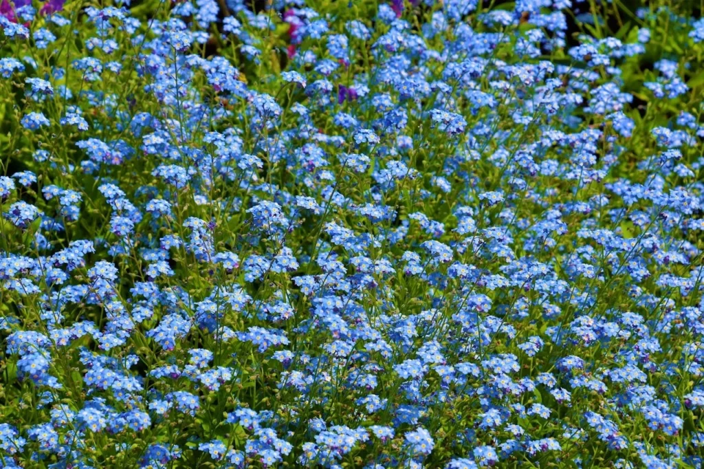 forget-me-not