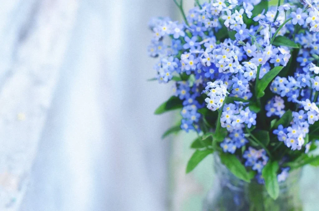 forget me not.