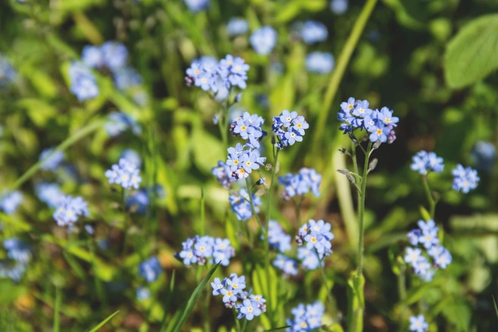 forget me not grow 