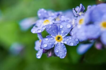 dew drops on forget-me-not flower