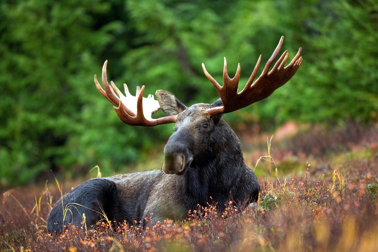 Alaska's Largest National Park Wrangell-St. Elias moose