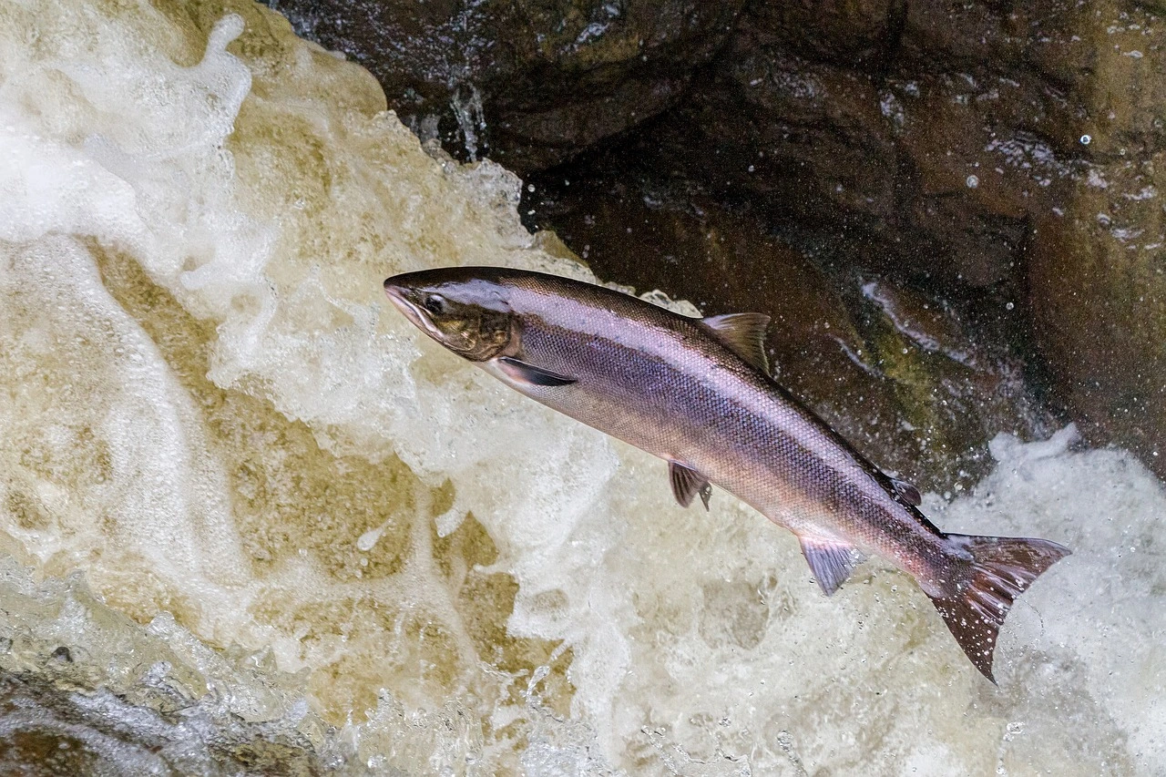 Alaska's Largest National Park Wrangell-St. Elias salmon