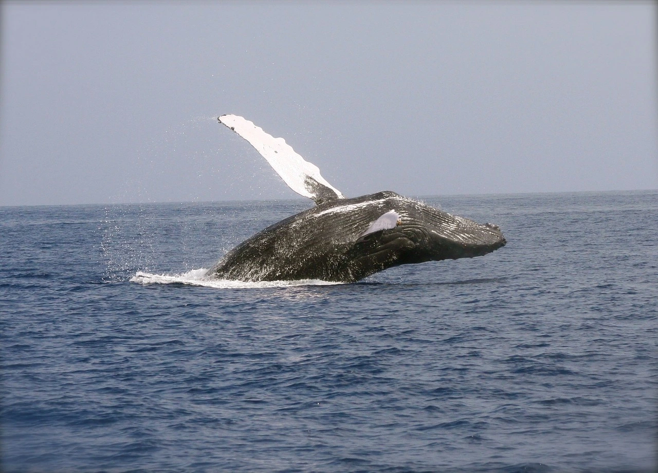 whale in alaska