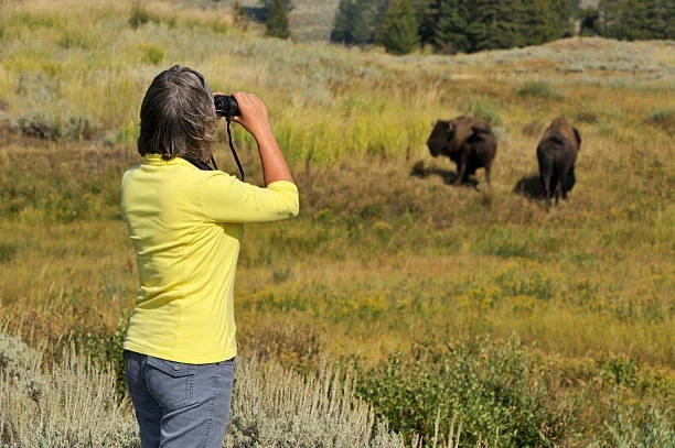 The Ultimate Guide to Alaska National Parks: Everything You Need to Know wildlife-viewing