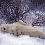 A polar bear relaxes on the snowy Canadian Tundra.