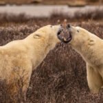 The close-up focus on the bears with their mouths open, showing their teeth in what seems like playful or competitive behavior, adds a sense of raw power and emotion. The background remains soft enough to keep the attention on the bears while still providing context to their natural habitat. The textures of their fur and the dry tundra vegetation add depth to the scene.