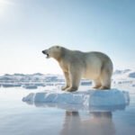 Polar bear on ice floe. Melting iceberg and global warming. Climate change