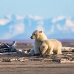 Polar bears in arctic Alaska