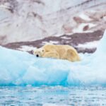 Polar bear (Ursus maritimus) resting on an iceberg in front of a glacier, Spitsbergen